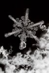 snowflake-200x300.jpg