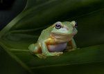 Magnificent_Tree_Frog_900_642_80auto.jpg