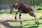 bizarre-endangered-animals-7 Okapi.jpg