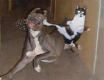 ninjacat.png