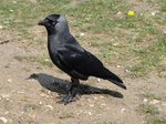 western jackdaw.jpg