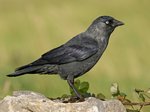 Eurasian Jackdaw.jpg