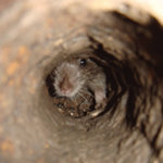 Rat Hole.jpg