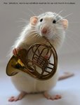 May I introduce, here is our substitute musician for our sick French horn player.jpg