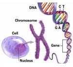 Cell Gene Chromosome.jpg