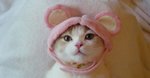 co-cute-cat-with-pink-cap.jpg