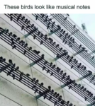 bird_music notes.png