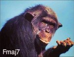 chimp-fmaj7.jpg