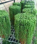 IMG_0953.jpeg