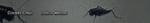 cricket.png