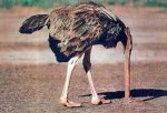 ostrich-large.jpg